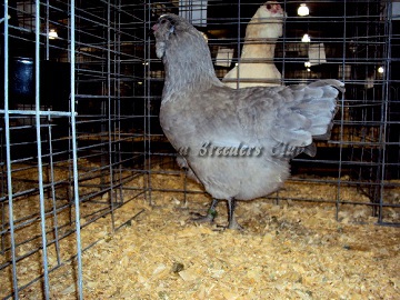 SC District 2014 RV AOV Self-Blue Pullet